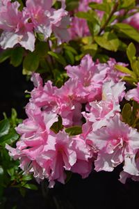 Evergreen Azalea